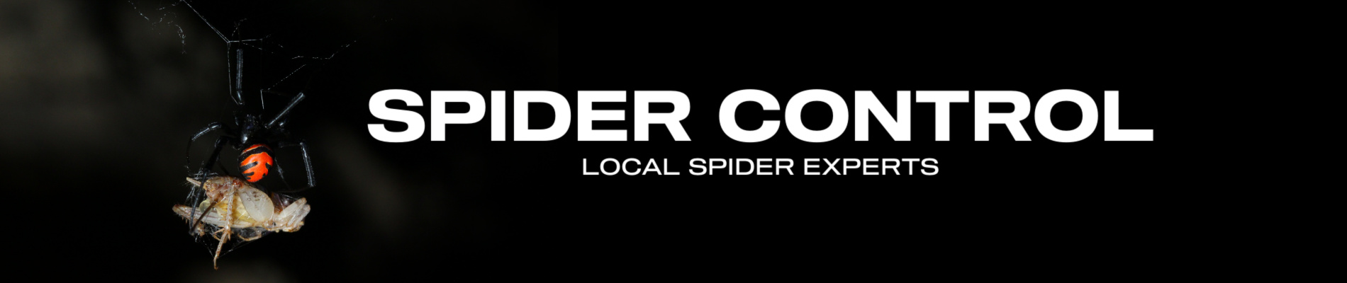 Spider Control Service